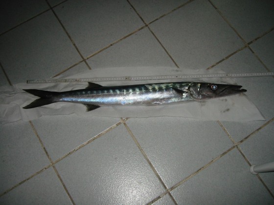 Barracuda vor Lanzarote