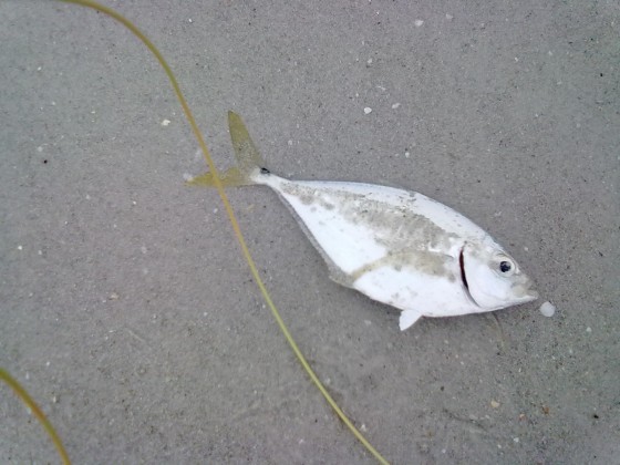 JackCrevalle