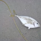 JackCrevalle