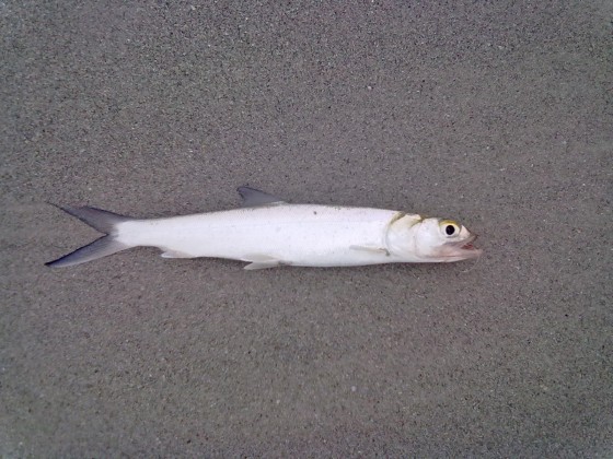 Ladyfish