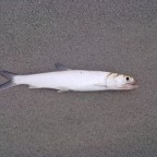 Ladyfish