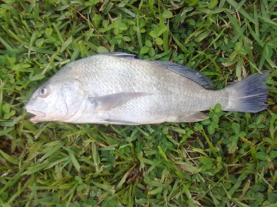 BlackDrum