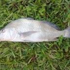 BlackDrum