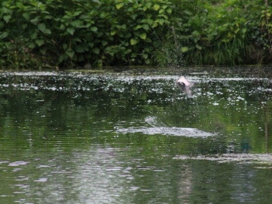 Fliegenfischen Anglers Ruh Coesfeld