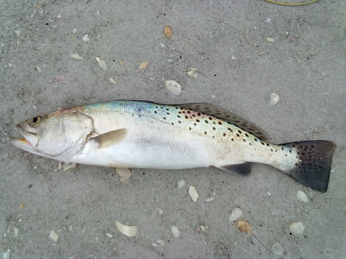 SpreckelTrout2