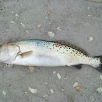 SpreckelTrout2