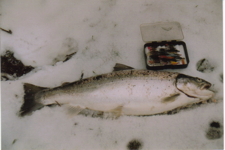 Wintermefo,62cm-3,64kg  gefangen febr.1991