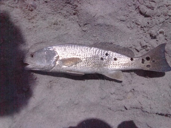 Redfish