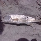 Redfish