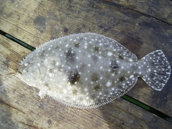 Flounder