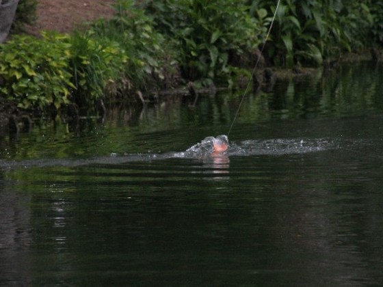 Fliegenfischen Anglers Ruh Coesfeld