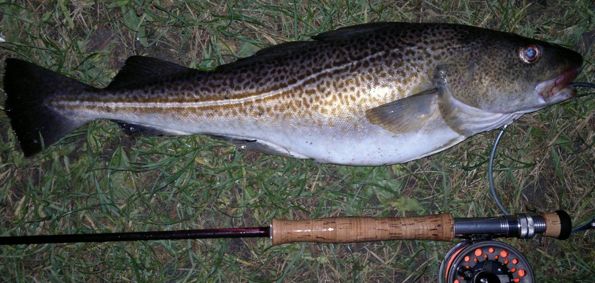 clouser minnow Opfer
